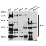 Western blot analysis of extracts of various cell lines, using HCFC1 antibody (abx001521) at 1/500 dilution.