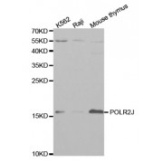 Western blot analysis of extracts of various cell lines, using POLR2J antibody (abx001523) at 1/1000 dilution.