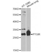 Western blot analysis of extracts of various cell lines, using PTGIR antibody (abx001529) at 1/1000 dilution.
