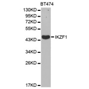 Western blot analysis of extracts of BT-474 cells, using IKZF1 antibody (abx001530) at 1/1000 dilution.