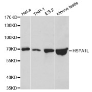 Western blot analysis of extracts of various cell lines, using HSPA1L antibody (abx001533) at 1/500 dilution.