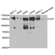 Western blot analysis of extracts of various cell lines, using LIG1 antibody (abx001534) at 1/500 dilution.