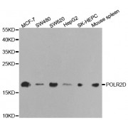 Western blot analysis of extracts of various cell lines, using POLR2D antibody (abx001535) at 1/1000 dilution.