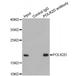 RNA Polymerase II Subunit D (POLR2D) Antibody