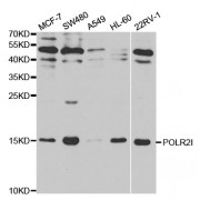 Western blot analysis of extracts of various cell lines, using POLR2I antibody (abx001539) at 1/1000 dilution.