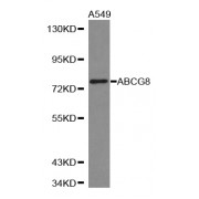 Western blot analysis of extracts of A-549 cells, using ABCG8 antibody (abx001545).