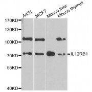 Western blot analysis of extracts of various cell lines, using IL12RB1 antibody (abx001549) at 1/1000 dilution.