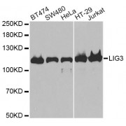 Western blot analysis of extracts of various cell lines, using LIG3 antibody (abx001550) at 1/1000 dilution.