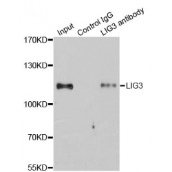 DNA Ligase 3 (LIG3) Antibody