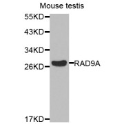 Western blot analysis of extracts of mouse testis, using RAD9A antibody (abx001552) at 1/1000 dilution.