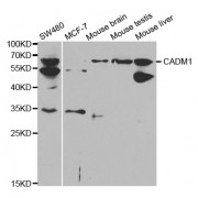 Western blot analysis of extracts of various cell lines, using CADM1 antibody (abx001553) at 1/1000 dilution.