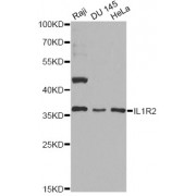 Western blot analysis of extracts of various cell lines, using IL1R2 antibody (abx001557) at 1/1000 dilution.