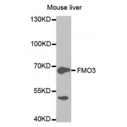 Western blot analysis of extracts of mouse liver, using FMO3 antibody (abx001558) at 1/1000 dilution.