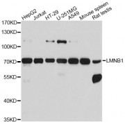 Western blot analysis of extracts of various cell lines, using LMNB1 antibody (abx001562) at 1/1000 dilution.