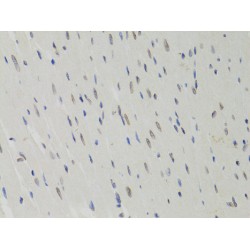 Lamin B1 (LMNB1) Antibody