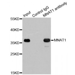 CDK7/Cyclin-H Assembly Factor (MNAT1) Antibody
