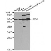 Western blot analysis of extracts of various cell lines, using UMOD Antibody (abx001568) at 1/1000 dilution.