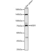 WB analysis of extracts of various cell lines, using MSR1 antibody (abx001570) at 1/1000 dilution.