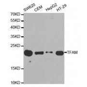 Western blot analysis of extracts of various cell lines, using TFAM antibody (abx001573) at 1/1000 dilution.