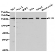 Western blot analysis of extracts of various cell lines, using BUB1 antibody (abx001575) at 1/1000 dilution.