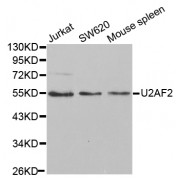 Western blot analysis of extracts of various cell lines, using U2AF2 antibody (abx001582) at 1/1000 dilution.