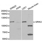 Western blot analysis of extracts of various cell lines, using GRIK2 antibody (abx001584) at 1/1000 dilution.