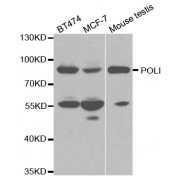 Western blot analysis of extracts of various cell lines, using POLI antibody (abx001585) at 1/1000 dilution.