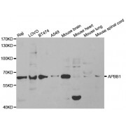Western blot analysis of extracts of various cell lines, using APBB1 antibody (abx001587) at 1/1000 dilution.