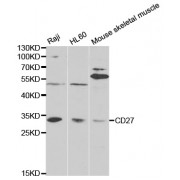 Western blot analysis of extracts of various cell lines, using CD27 antibody (abx001588) at 1/1000 dilution.