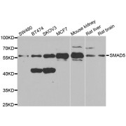 Western blot analysis of extracts of various cell lines, using SMAD5 antibody (abx001590) at 1/1000 dilution.