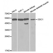 Western blot analysis of extracts of various cell lines, using ODC1 antibody (abx001591) at 1/1000 dilution.