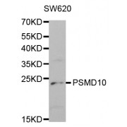 Western blot analysis of extracts of SW620 cells, using PSMD10 antibody (abx001592) at 1/1000 dilution.