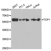 Western blot analysis of extracts of various cell lines, using TCP1 antibody (abx001593) at 1/1000 dilution.