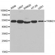 Western blot analysis of extracts of various cell lines, using TRIM21 antibody (abx001596) at 1/1000 dilution.