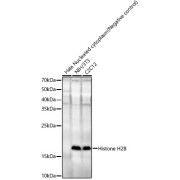 Western blot analysis of extracts of Hale Nucleated cytoplasm (Negative control), NIH/3T3 and C2C12 cell lysates (25 µg per lane), using HIST2H2BE antibody (1/10000 dilution), followed by <a href="https://www.abbexa.com/index.php?route=product/search&search=abx005548" target="_blank">abx005548</a> - Goat Anti-Rabbit IgG, H+L (1/10000 dilution) and 3% non-fat dry milk in TBST for blocking