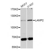Western blot analysis of extracts of various cell lines, using LAMP2 antibody (abx001598) at 1/1000 dilution.