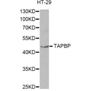 Western blot analysis of extracts of HT-29 cells, using TAPBP antibody (abx001603) at 1/1000 dilution.