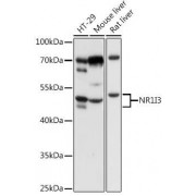 Western blot analysis of extracts of various cell lines, using NR1I3 antibody (abx001605) at 1/1000 dilution.