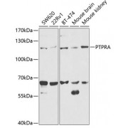 Western blot analysis of extracts of various cell lines, using PTPRA antibody (abx001610) at 1/1000 dilution.