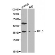 Western blot analysis of extracts of various cell lines, using RPL5 antibody (abx001611) at 1/1000 dilution.