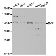 Western blot analysis of extracts of various cell lines, using MVP antibody (abx001613) at 1/1000 dilution.