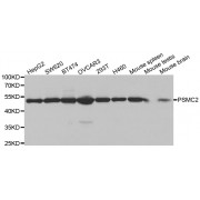 Western blot analysis of extracts of various cell lines, using PSMC2 antibody (abx001617) at 1/1000 dilution.
