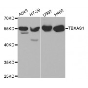 Western blot analysis of extracts of various cell lines, using TBXAS1 antibody (abx001620) at 1/1000 dilution.