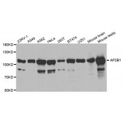 Western blot analysis of extracts of various cell lines, using AP2B1 antibody (abx001623) at 1/1000 dilution.