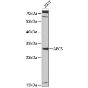 Western blot analysis of extracts of 293T cells, using APCS antibody (abx001624) at 1/1000 dilution.