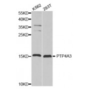 Western blot analysis of extracts of various cell lines, using PTP4A3 antibody (abx001629) at 1/1000 dilution.