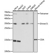 Western blot analysis of extracts of various cell lines, using CDA antibody (abx001631) at 1/1000 dilution.