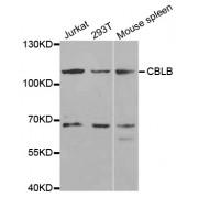 Western blot analysis of extracts of various cell lines, using CBLB antibody (abx001636) at 1/1000 dilution.
