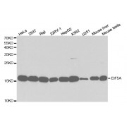 Western blot analysis of extracts of various cell lines, using EIF5A antibody (abx001637) at 1/1000 dilution.
