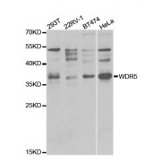 Western blot analysis of extracts of various cell lines, using WDR5 antibody (abx001642) at 1/1000 dilution.